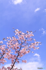 2018年　桜②