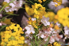 桜と菜の花