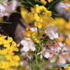 桜と菜の花