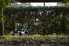 野良猫の一日