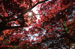 皐月の紅葉
