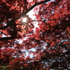 皐月の紅葉