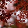 紅葉の世界