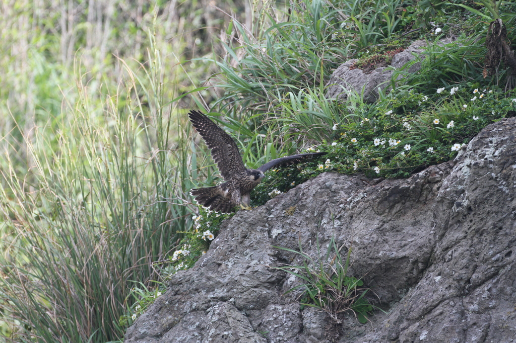 頼む飛んでくれぇ