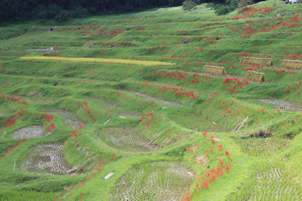 大山千枚田