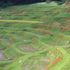 大山千枚田