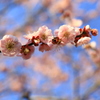 梅まつり