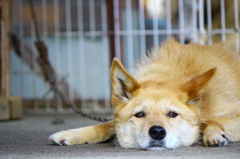 我が家の番犬