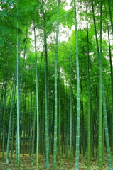 竹林