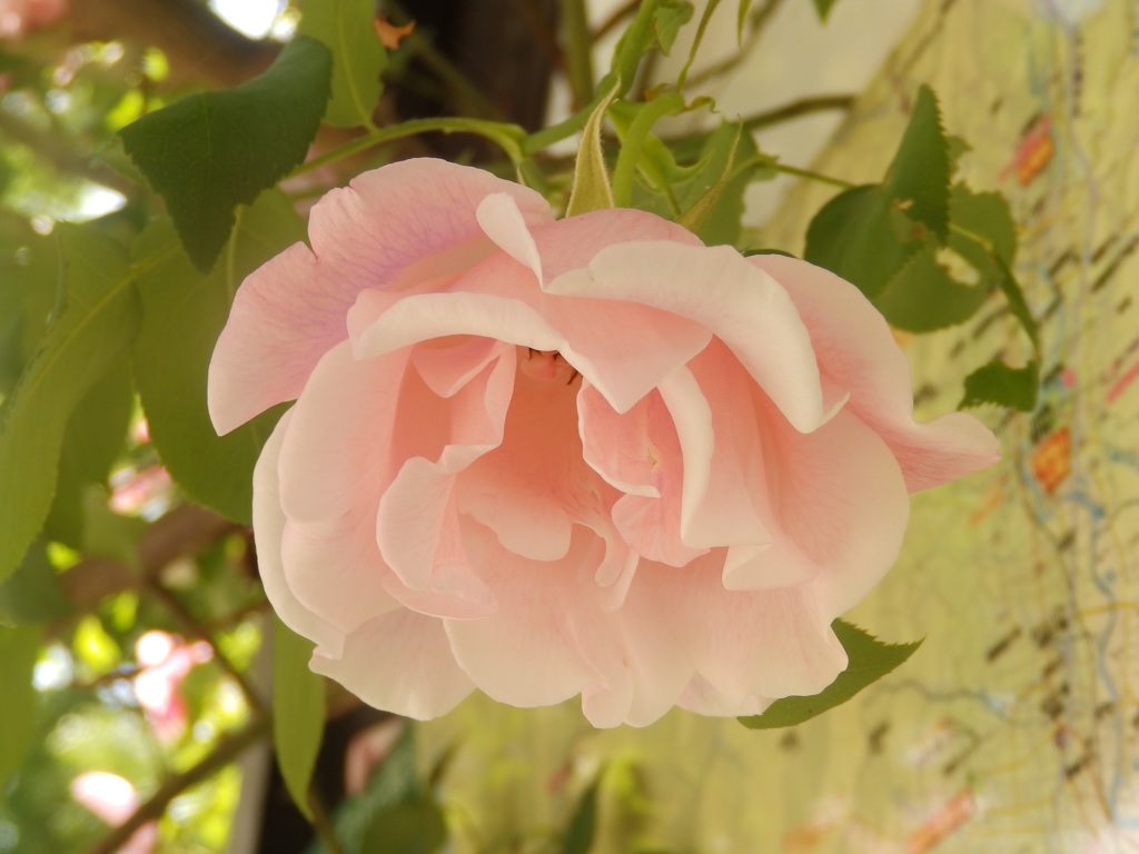 蔓薔薇  スパニッシュビューティー