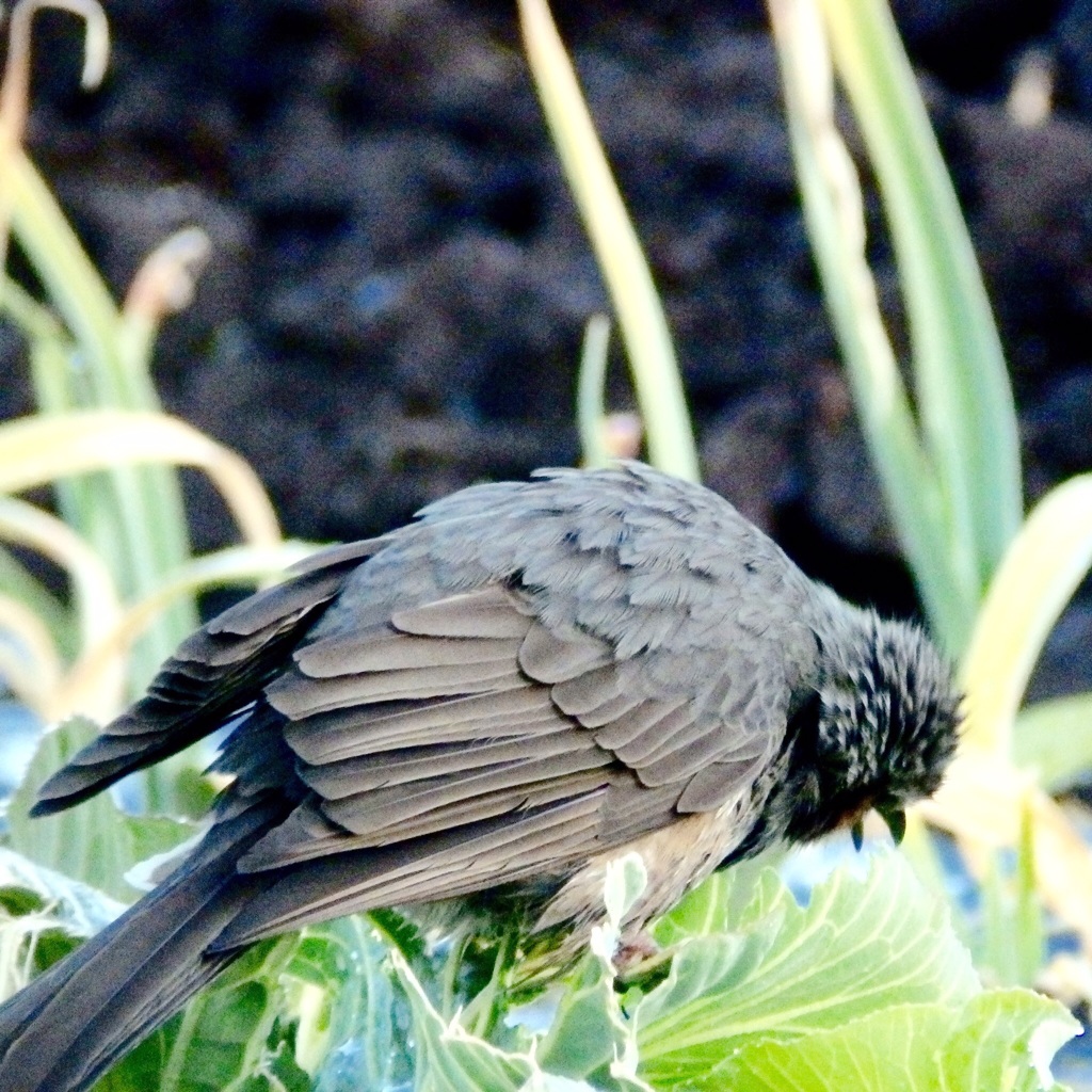 お食事中