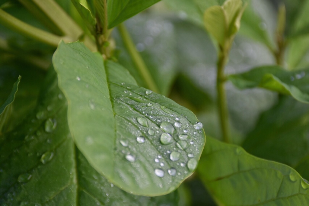 雨上がりの朝