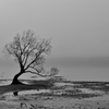 Wanaka tree