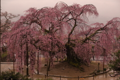 座光寺麻績の里 舞台桜
