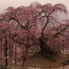 座光寺麻績の里 舞台桜