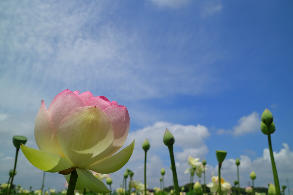 Flower Buildings