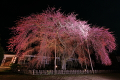 杵原中学校のシダレ桜