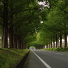 メタセコイアの並木道