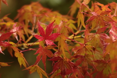 雨紅葉