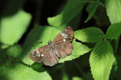 ダイミョウセセリチョウ