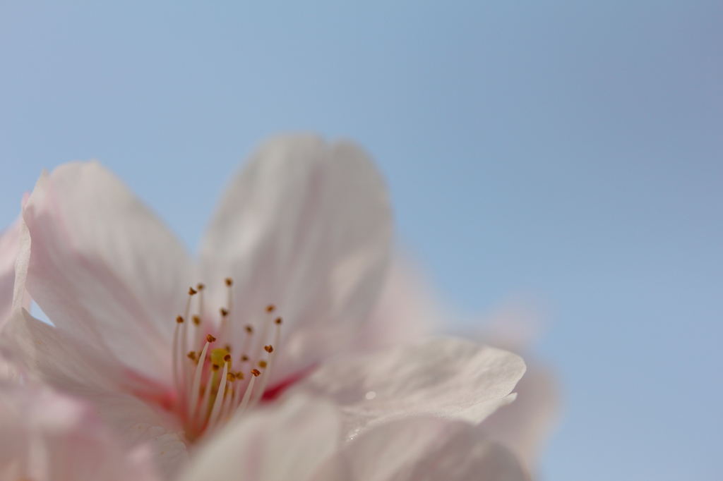 桜空