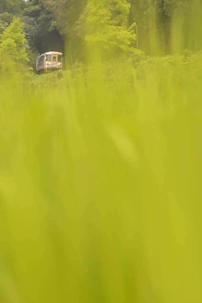 Green foliage