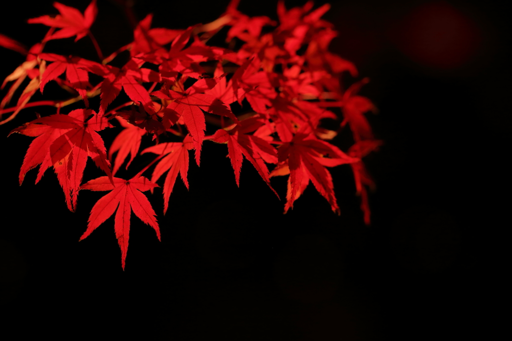 Momiji-Night