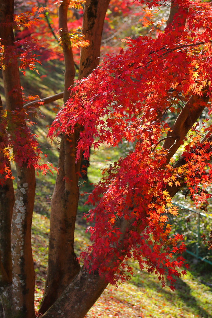 紅葉の木漏れ日