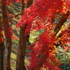 紅葉の木漏れ日