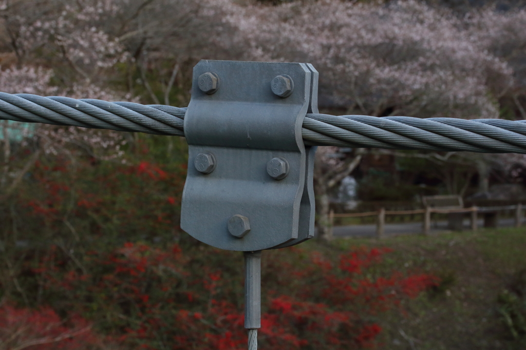 桜見たいよォ～