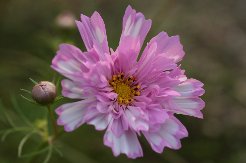 Fabulous flower
