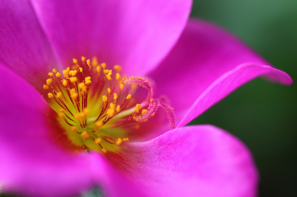 Ｐｏｒｔｕｌａｃａ