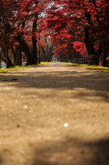 通りたくなる道