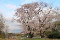 二本桜