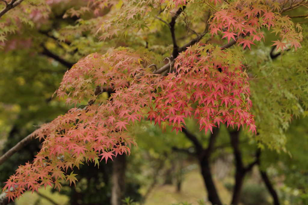 薄紅葉