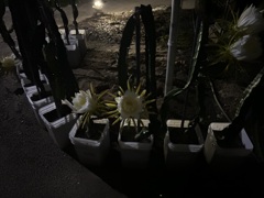 お月さんパワー