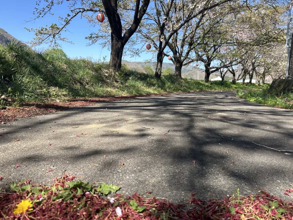 さくら　また来春に…