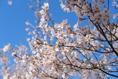 桜　桜