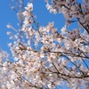 桜　桜