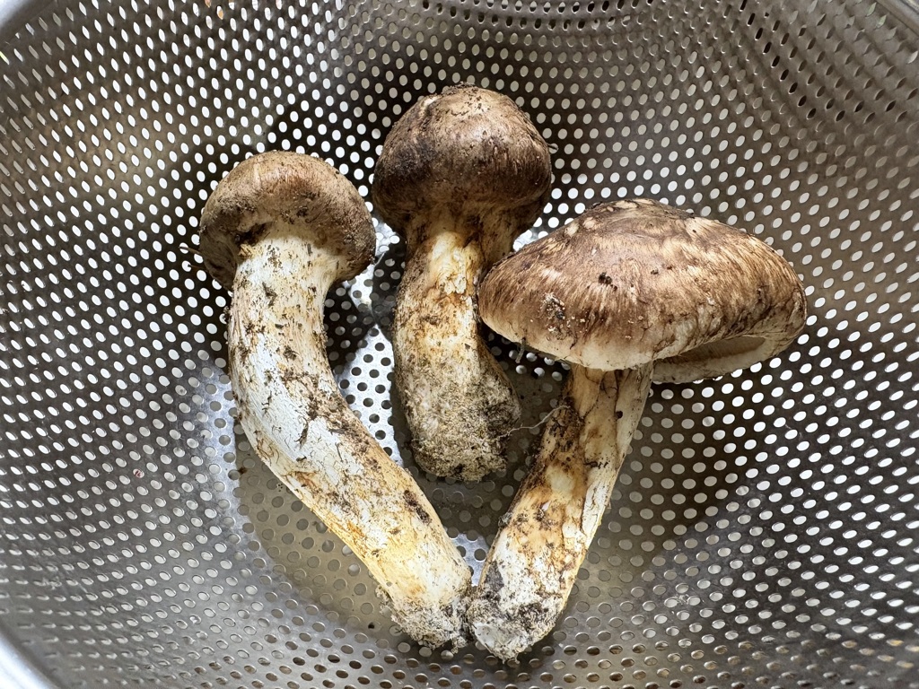 秋の感謝