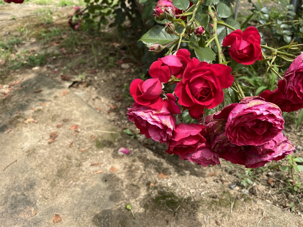 3 薔薇の花言葉