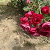 3 薔薇の花言葉