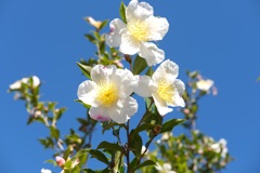 C2 白い花