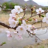 桜2