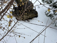 0022 降雪後の春