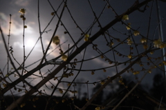 13 お月華