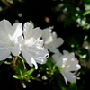8 白い２花