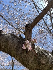 桜さくら