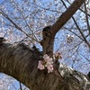 桜さくら