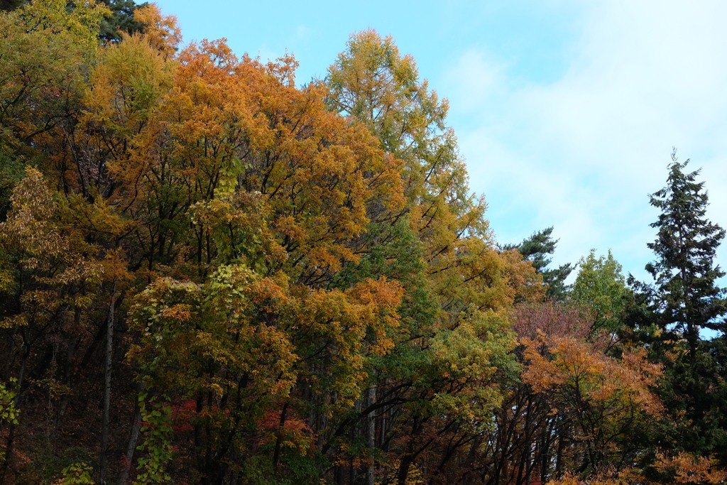 紅葉の先